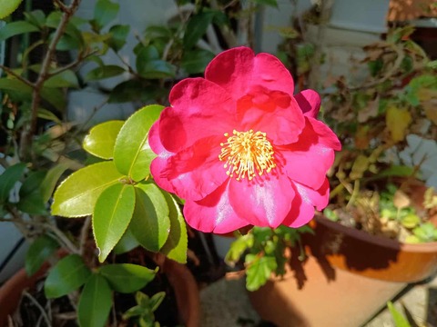 20260118サザンカ (3)