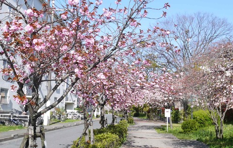 20200414sakura6