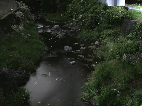 20260525ホタル1
