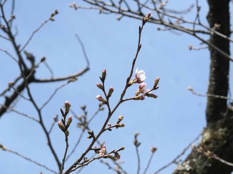 20260324桜 (13)
