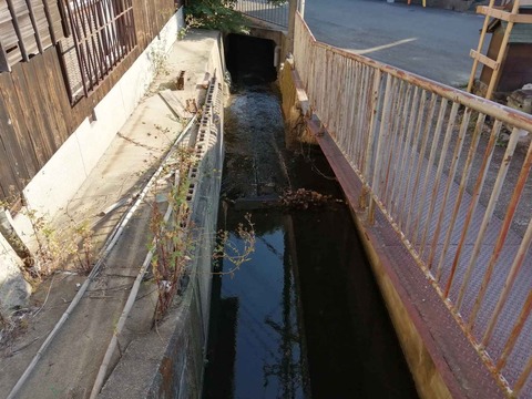 20231105塚脇水路 (7)