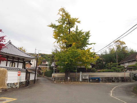 20221126 浄誓寺 (2)