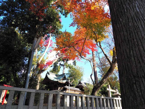 20211127北部紅葉 (14)