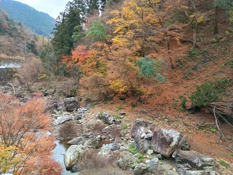 20251207府道6号紅葉 (26)