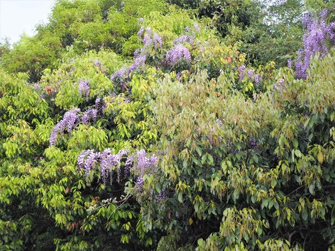 20230416ヤマフジ (3)