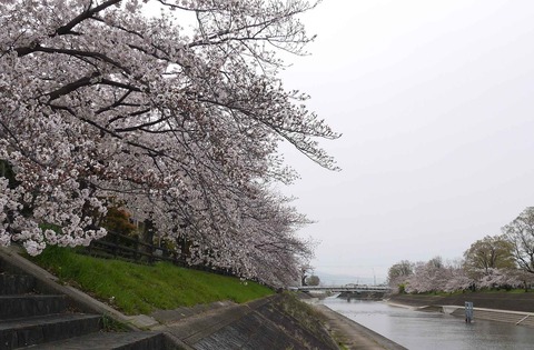 20200403sakura7