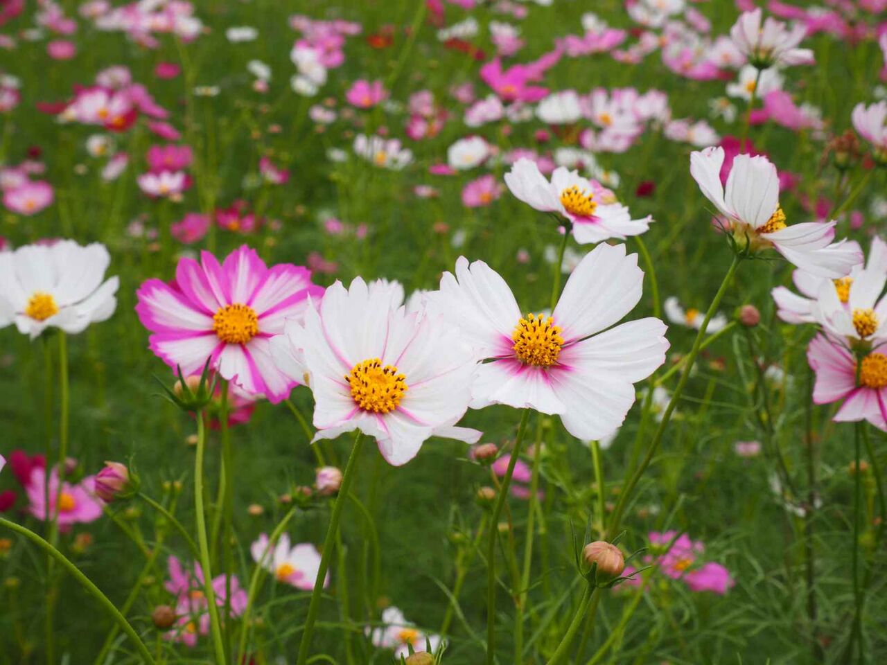 コスモスです❗️❗️❗️ 三島江 コスモスが咲いてきている 2023年10月3日 : 高槻Network新聞