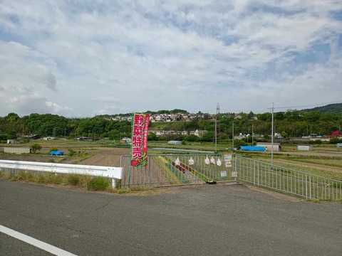 20250504塚脇玉ねぎ (1)