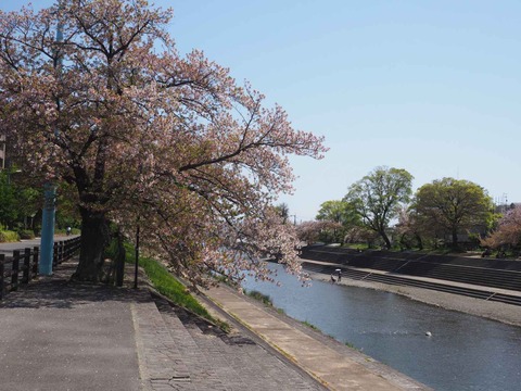 20240414桜 (7)