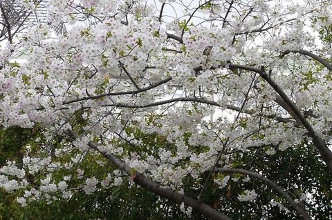 sakura2019_3