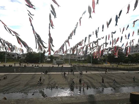 20240427こいのぼり (5)