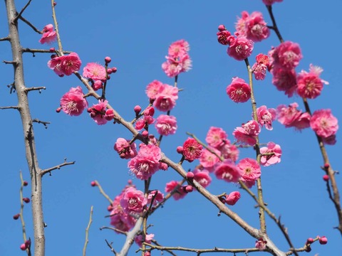 20260221阿久刀神社 (8)