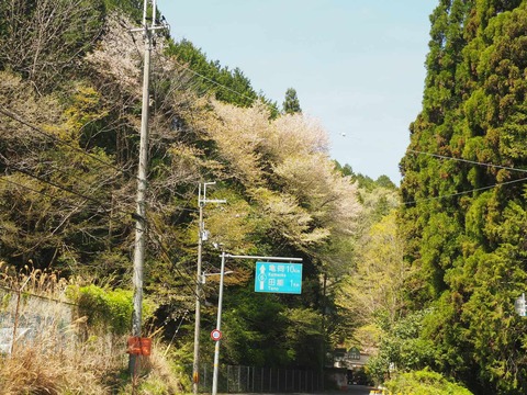 20250427樫田桜 (36)