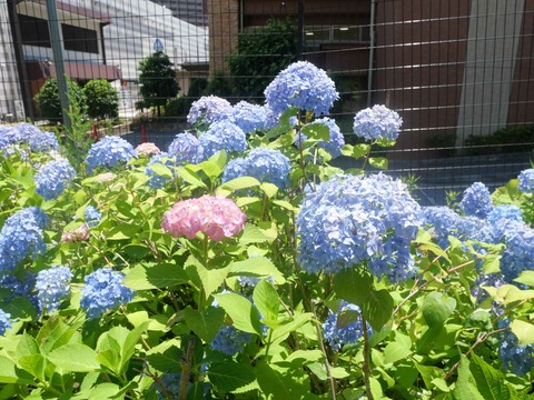 20240601富田丘アジサイ (17)