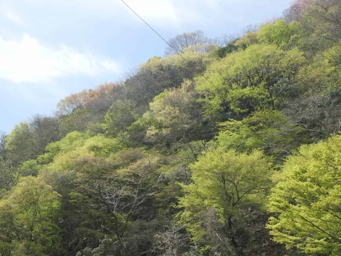 20260412府道号桜新緑 (2)