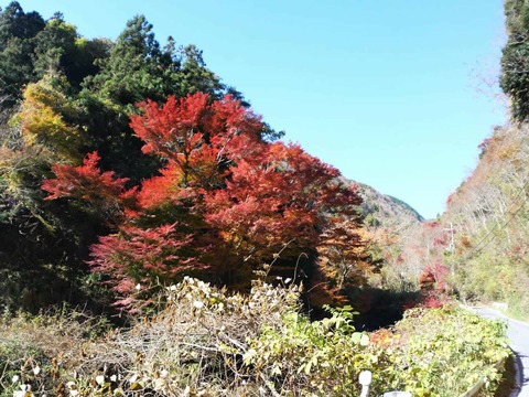 20241207府道6号紅葉 (18)