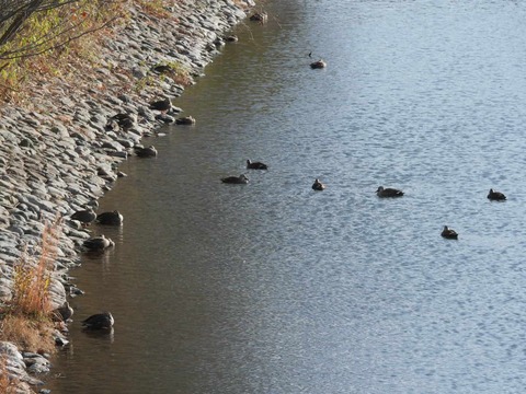 20260301今城カモ (25)