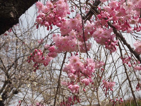 20230325筒井池公園 (9)