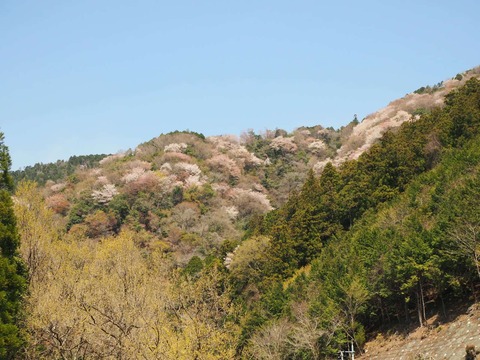 20250412府道6号桜 (69)