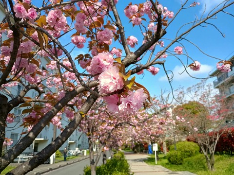 20250416玉川橋団地八重 (8)