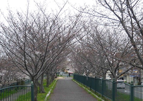 20200328_sakura17