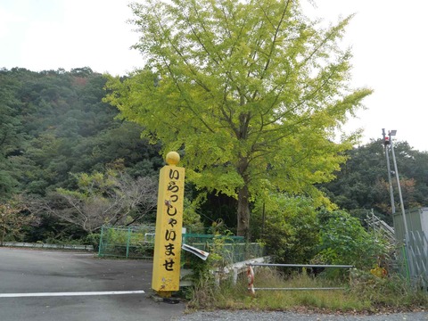 20251102府道6号紅葉 (83)