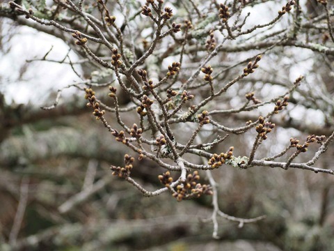 20220319桜樫田 (2)