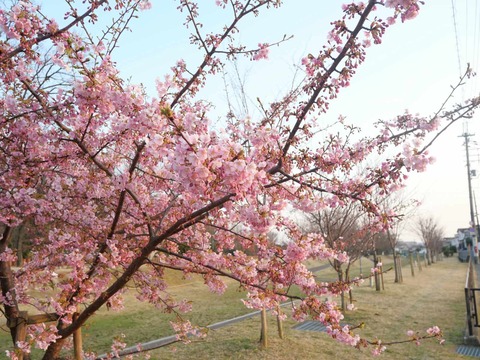 20250321今城河津桜 (5)