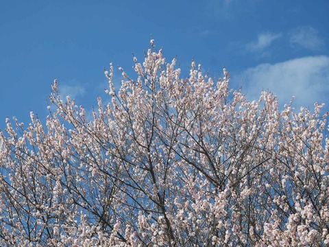 20260217西之川原 (13)