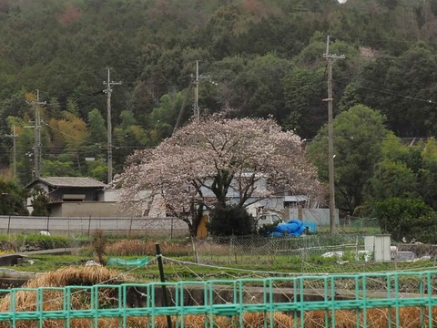 20230325原の桜 (6)
