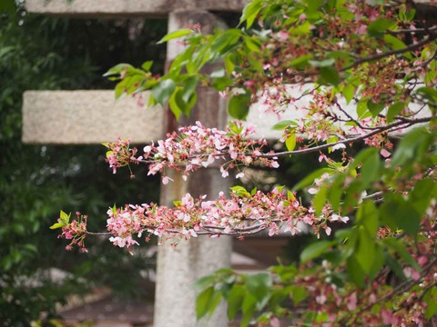 20240417桜 (5)