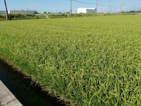 20240904西面稲 (2)