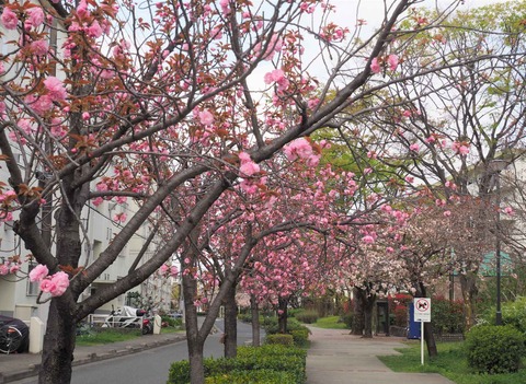 20230403桜 (9)