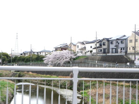 20250408桜 (58)