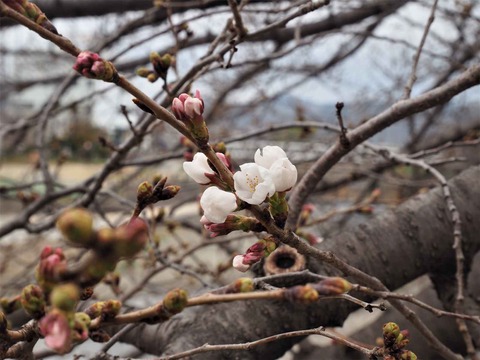 20230321芥川桜堤 (14)