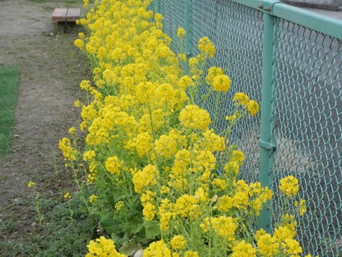 20260308西真上 (8)