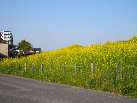 20230401島本上牧セイヨウカラシナ  (13)