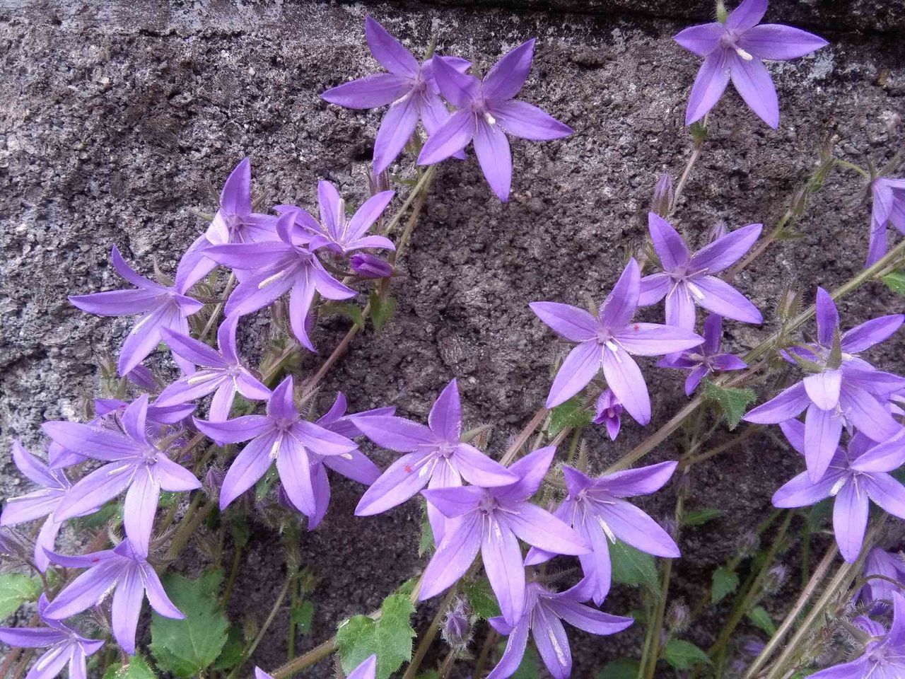 街かどで時々見かけるこの星型の紫の花は何 高槻network新聞