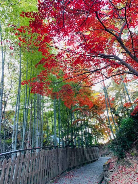 20221117神峯山寺 (1)