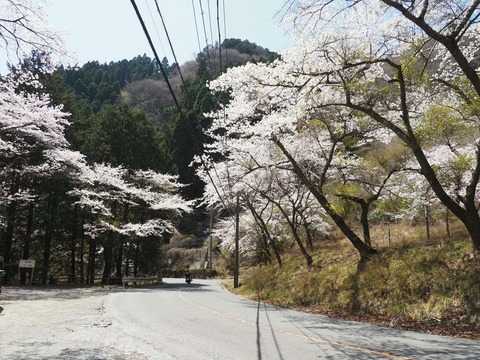 202504112樫田桜 (13)