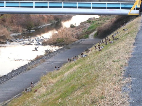 20260127城西橋カモ (4)