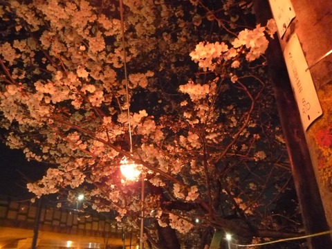 stb_sakura2