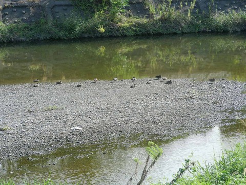 20251002コガモ (8)