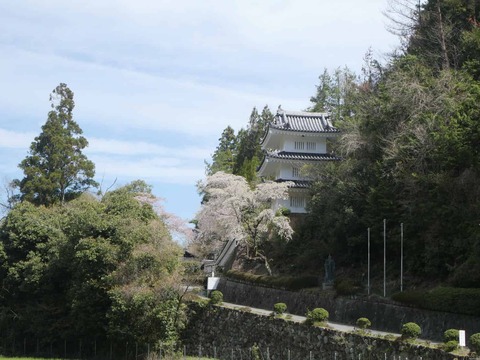 20260412府道号桜新緑 (19)