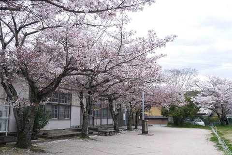 20200411sakura9