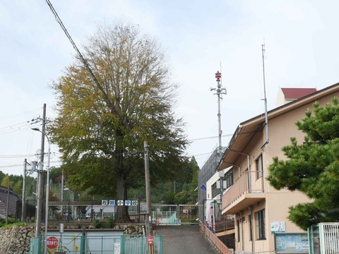 20251102府道6号紅葉 (38)