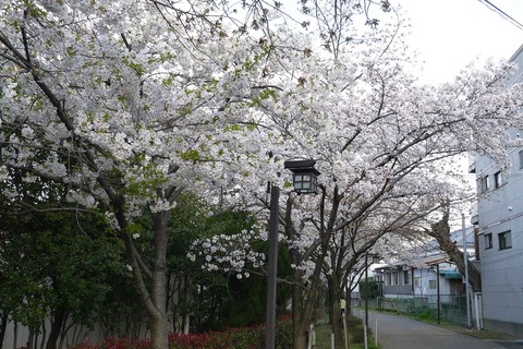 20200329sakura15