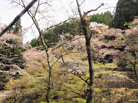 20230408樫田方面桜 (18)