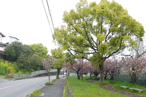 20200418sakura3