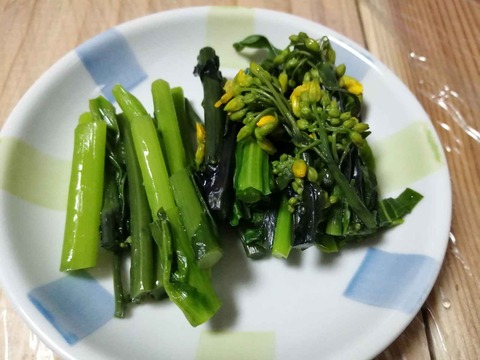 20240128アスパラ菜 (14)